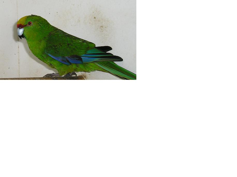 kakariki mÃ¢le.JPG