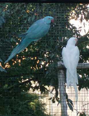 collier male bleu et femelle albinos.jpg