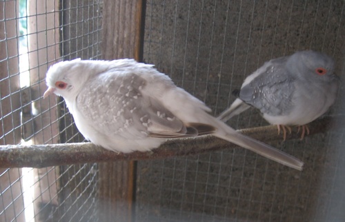 duex colombe diamant.jpg