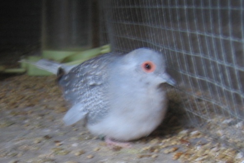 femelle colombe diamant mutation marbrÃ©e.jpg