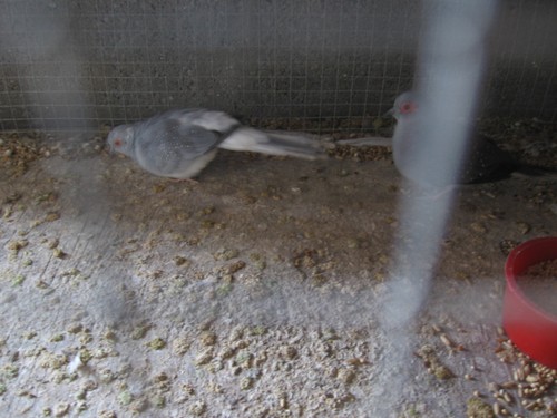 deux colombes diamant.jpg