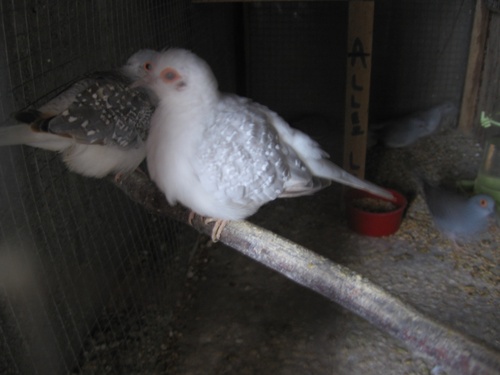 colombe diamant 1.jpg