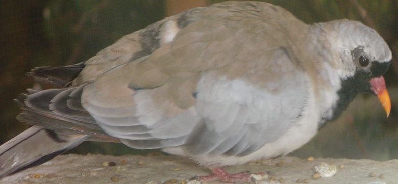 cour oies toit et oiseaux 025.jpg