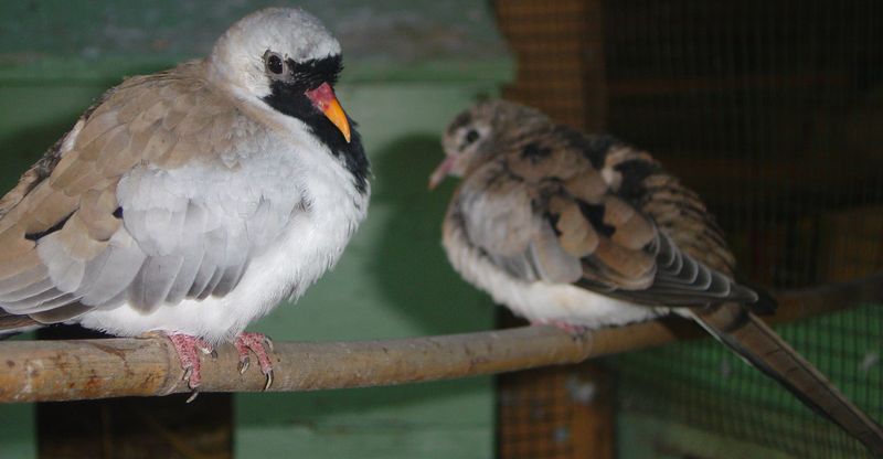 cour oies toit et oiseaux 014.jpg