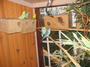 Classe Delphine 040.jpg