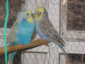 Classe Delphine 071.jpg