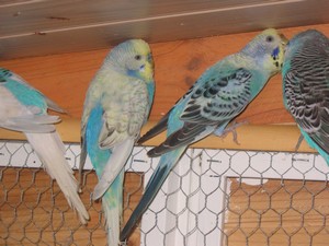 Classe Delphine 068.jpg