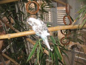 Classe Delphine 066.jpg