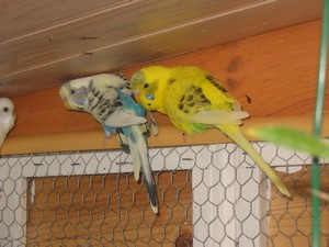 Classe Delphine 063.jpg