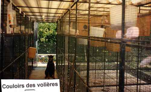 voliere (20) couloir.jpg