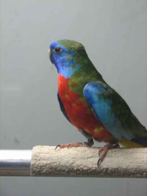 splendides vr split lutinos.jpg