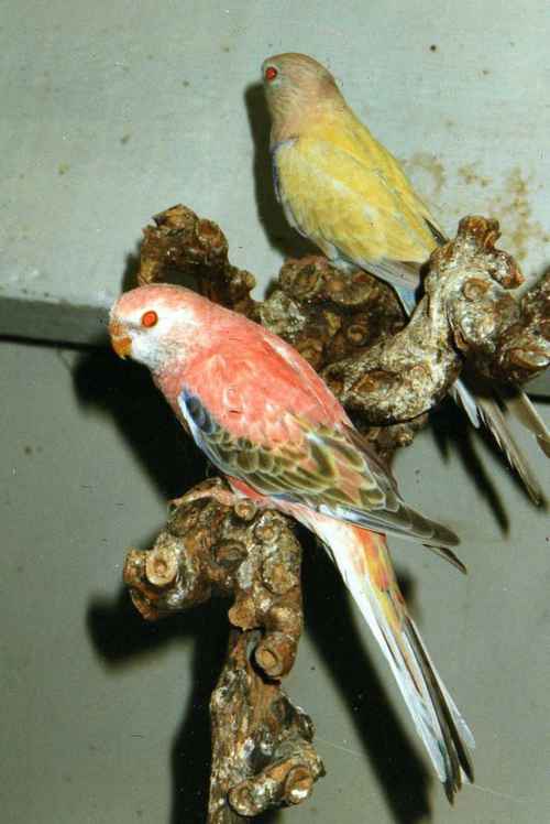 bourke rubinos   lutinos.jpg