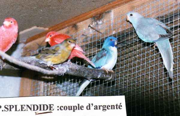 splendide  couple argent-e   divers.jpg