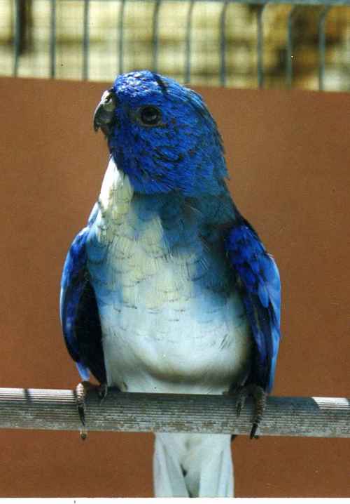 splendide male bleu - poitrine blanc.jpg