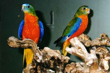 turquoisine opaline pvr.jpg