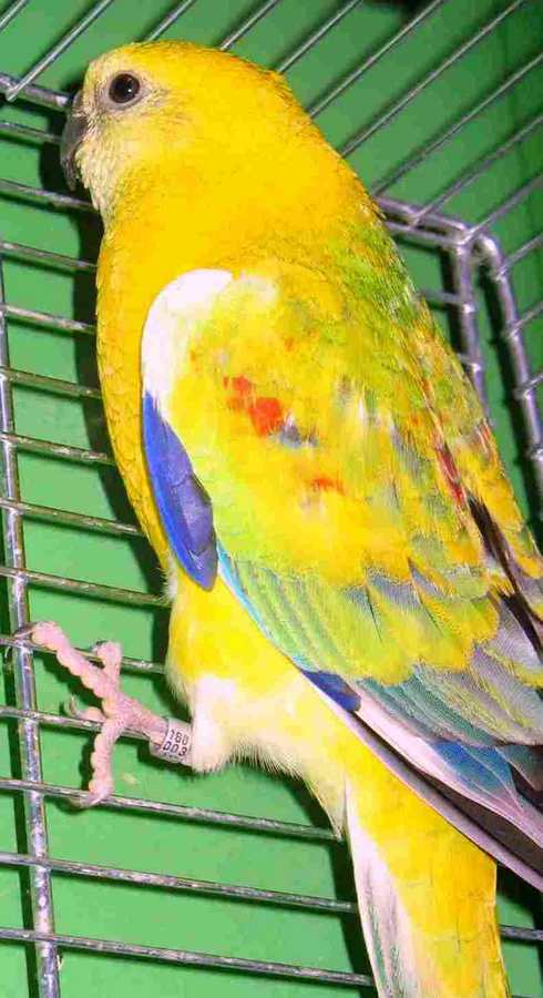 male opaline.jpg