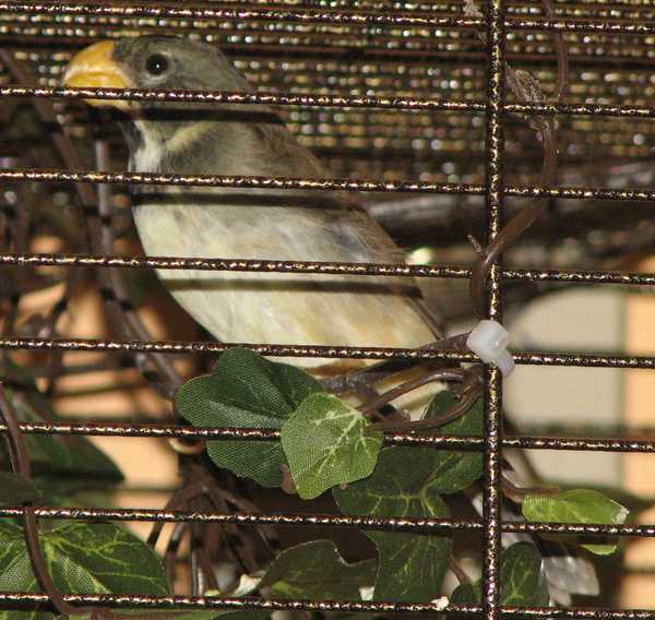 Bec crochu 001(papa)2.jpg