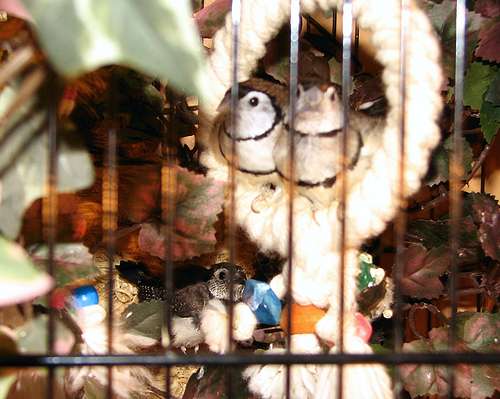 Hibou-Famille 1-2.jpg