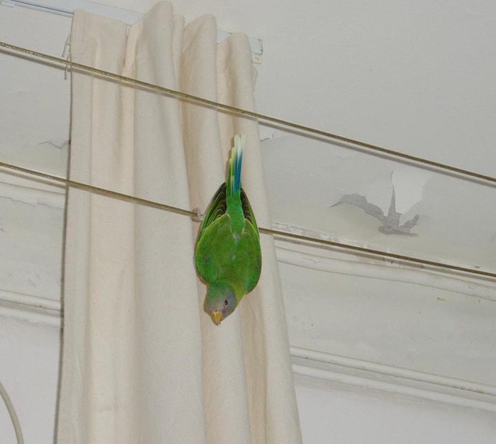 l'acrobate 01 11 06.JPG