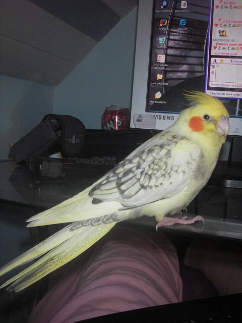 que je suis beau!!.JPG