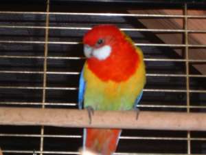 filou 12 12 06_redimensionne.jpg