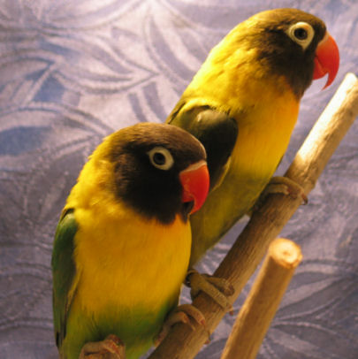 couple personatus.jpg