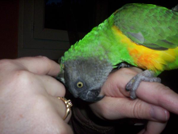 Cookie élevé main .jpg