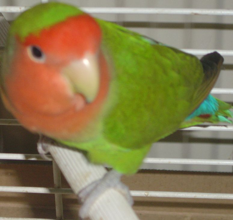 cour oies toit et oiseaux 001.jpg