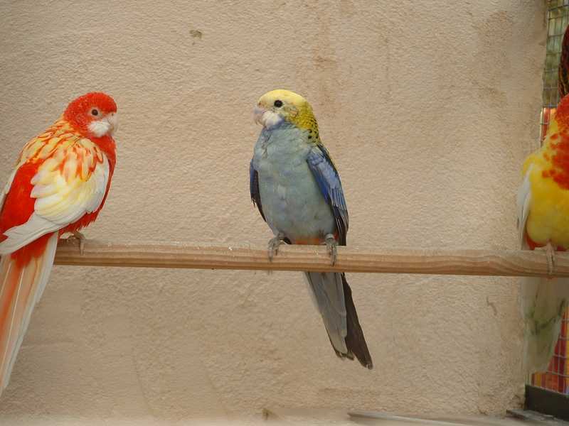 platycerque greg.jpg