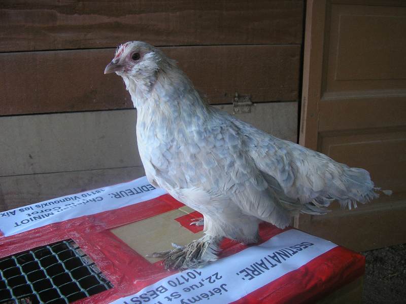 poule barbue d'Uccle porcelaine 1.JPG