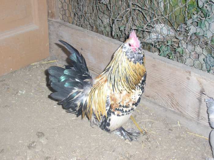 cop barbue d'Uccle citron.JPG