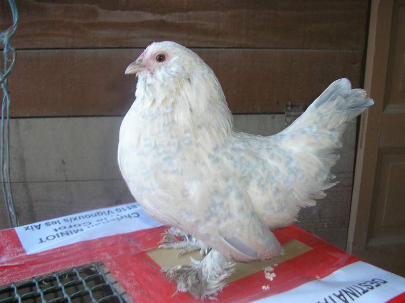 poule barbue d'Uccle porcelaine 2.JPG