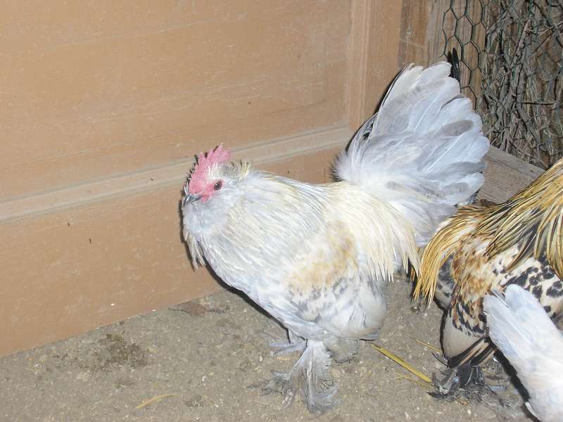 cop barbue d'Uccle porcelaine.JPG