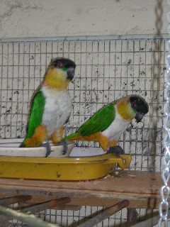 Caiques 004.jpg