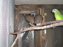 couple colin cal red.JPG