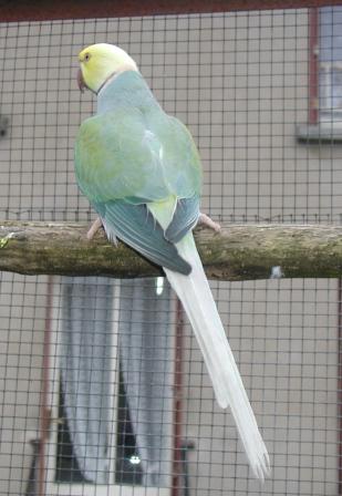 Collier Cleartailed Turquoise 2.JPG