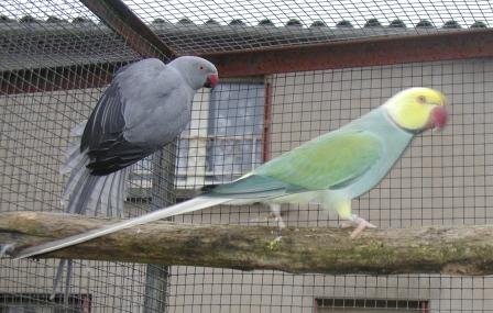 Collier Cleartailed Turquoise.JPG