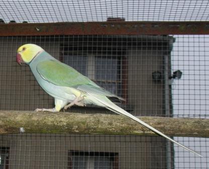 Collier Cleartailed Turquoise 4.JPG