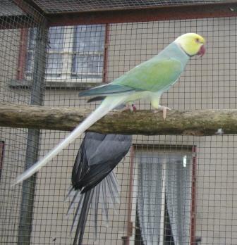 Collier Cleartailed Turquoise 3.JPG