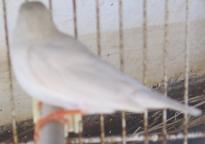 une femelle mandarins 2.jpg