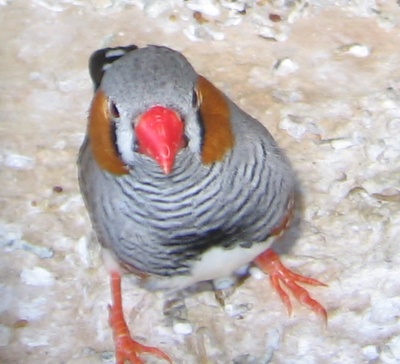 un male mandarin.jpg
