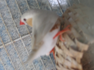 1 mÃ¢le mandarin Ã  flancs roux.jpg