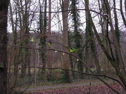 collier sauvage 2007 red.JPG