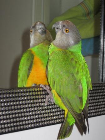 Copie de IMG_2008.jpg