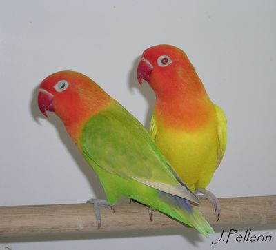 lutino ; pastelIno.JPG