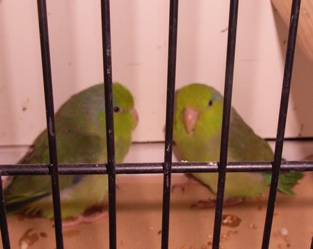 Touis cÃ©leste jeunes.jpg