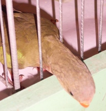 jeune Princesse de Galles.jpg