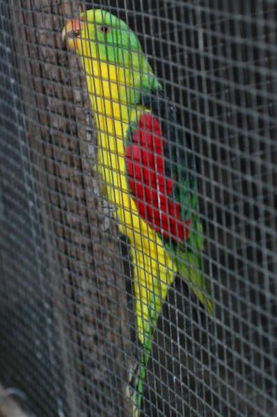 geelbuik (Medium).jpg