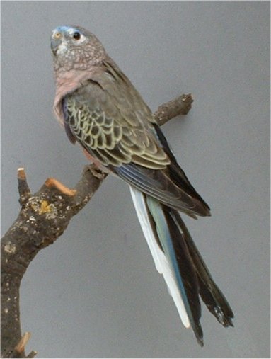 012-bourke mÃ¢le.jpg