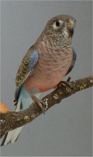 05-bourke femelle.jpg